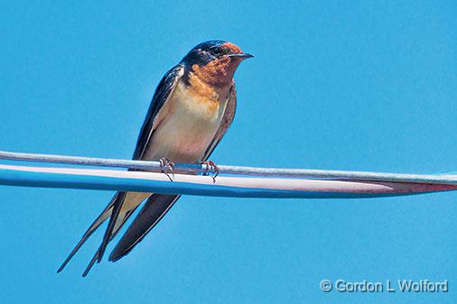 Barn Swallow_DSCF03678.jpg - Barn Swallow (Hirundo rustica) photographed near Rosedale, Ontario, Canada.